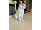 Wilma, Domestic Shorthair For Adoption In Kalamazoo, Michigan