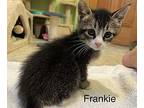 Frankie, Domestic Mediumhair For Adoption In Grand Rapids, Michigan