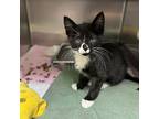 Fang, Domestic Shorthair For Adoption In Richmond, Virginia