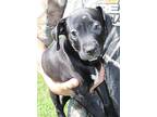 Goose 40552, Labrador Retriever For Adoption In Prattville, Alabama