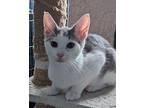 Fisher, Domestic Shorthair For Adoption In Colmar, Pennsylvania