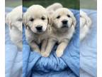 English Cream Golden Retriever PUPPY FOR SALE ADN-835159 - Jazzy Lady and