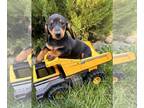 Dachshund PUPPY FOR SALE ADN-835175 - Ezra