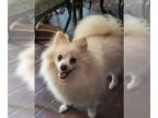 Pomeranian PUPPY FOR SALE ADN-834966 - Bailey