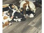 Basset Hound PUPPY FOR SALE ADN-834769 - Basset Hound Puppies