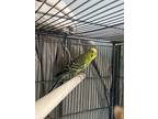 Bean, Budgie For Adoption In Victoria, British Columbia