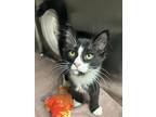 Twig, Domestic Mediumhair For Adoption In Battle Creek, Michigan