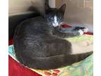 Zing, Domestic Shorthair For Adoption In Santa Rosa, California