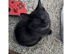 Tanker, Domestic Shorthair For Adoption In Palatine, Illinois