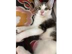 Crazy Girl, Domestic Shorthair For Adoption In Cincinnati, Ohio