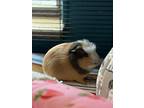 Bugsy & Gizmo, Guinea Pig For Adoption In Sebastian, Florida