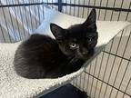 Queen Sis, Domestic Shorthair For Adoption In Spring Grove, Pennsylvania