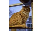 Hedges, Domestic Mediumhair For Adoption In Brockport, New York