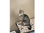 Simon Sez, Domestic Shorthair For Adoption In Brockport, New York