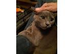 Mae, Russian Blue For Adoption In Greensboro, North Carolina