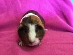 D Queen ( Bonded To 99), Guinea Pig For Adoption In Imperial Beach, California