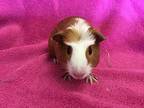 99 ( Bonded To D Queen), Guinea Pig For Adoption In Imperial Beach, California