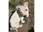 Koa, American Pit Bull Terrier For Adoption In Chicago, Illinois