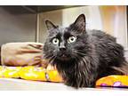 Jade, Domestic Longhair For Adoption In Indiana, Pennsylvania