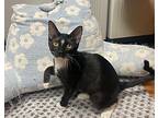 Ej, Domestic Shorthair For Adoption In East Hartford, Connecticut