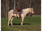 Palomino, Family Safe, Ranch, Trail horse, Gentle and Quiet!