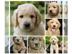 Goldendoodle PUPPY FOR SALE ADN-835280 - Goldendoodle Puppies Apricot Medium