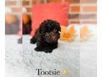 Poodle (Toy) PUPPY FOR SALE ADN-835253 - Toy Poodle