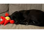 Hope, Labrador Retriever For Adoption In Bronson, Michigan