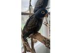 Bronze Wing, Pionus For Adoption In Chartlotte, North Carolina