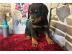 Rottweiler Puppy for sale in Mansfield, OH, USA