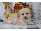 Maltipoo Puppy for sale in Mansfield, OH, USA