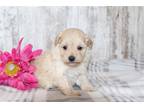 Maltipoo Puppy for sale in Mansfield, OH, USA