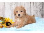 Maltipoo Puppy for sale in Mansfield, OH, USA