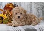 Maltipoo Puppy for sale in Mansfield, OH, USA