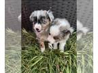 Miniature Australian Shepherd PUPPY FOR SALE ADN-835695 - Mini aussie puppies