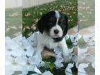 Cavalier King Charles Spaniel PUPPY FOR SALE ADN-835619 - AKC Cavalier boys