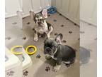 French Bulldog PUPPY FOR SALE ADN-835504 - French Bulldog Boys