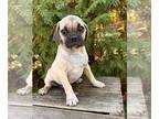 Puggle PUPPY FOR SALE ADN-835712 - Winston