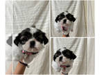 Shih Tzu PUPPY FOR SALE ADN-835580 - Shih Tzu puppy