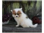 Pomeranian PUPPY FOR SALE ADN-835439 - Pomeranian For Sale Sugarcreek OH