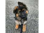 AOKOLO M/F German Shepherd Puppies Available Now