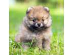 Beautiful M/F Teacup Pomeranian Puppies Available Now