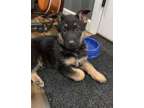 GISOLA M/F German Shepherd Puppies Available Now