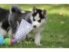 hjhj beautiful siberian husky puppies available