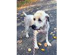 Rhoda, Wheaten Terrier For Adoption In Bedford Hills, New York