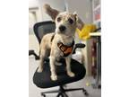 Turbo, Terrier (unknown Type, Small) For Adoption In Raleigh, North Carolina