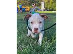 Senene, American Pit Bull Terrier For Adoption In Germantown, Ohio