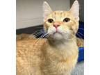 Huey, Domestic Shorthair For Adoption In Sheboygan, Wisconsin