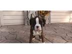 Boxer Puppy for sale in Fort Wayne, IN, USA