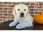 Golden Retriever Puppy for sale in Fort Wayne, IN, USA